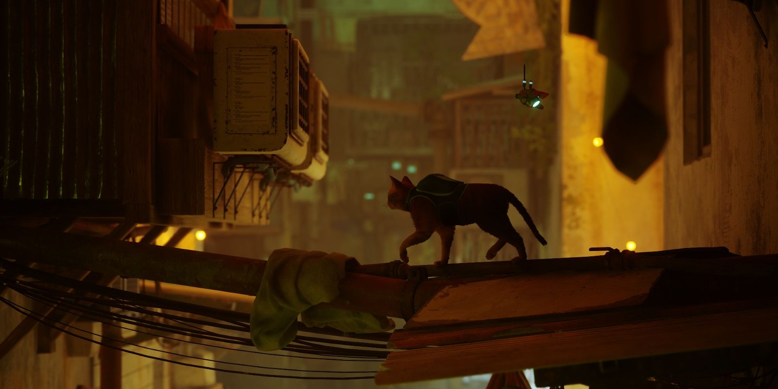 Stray game cat in the slums