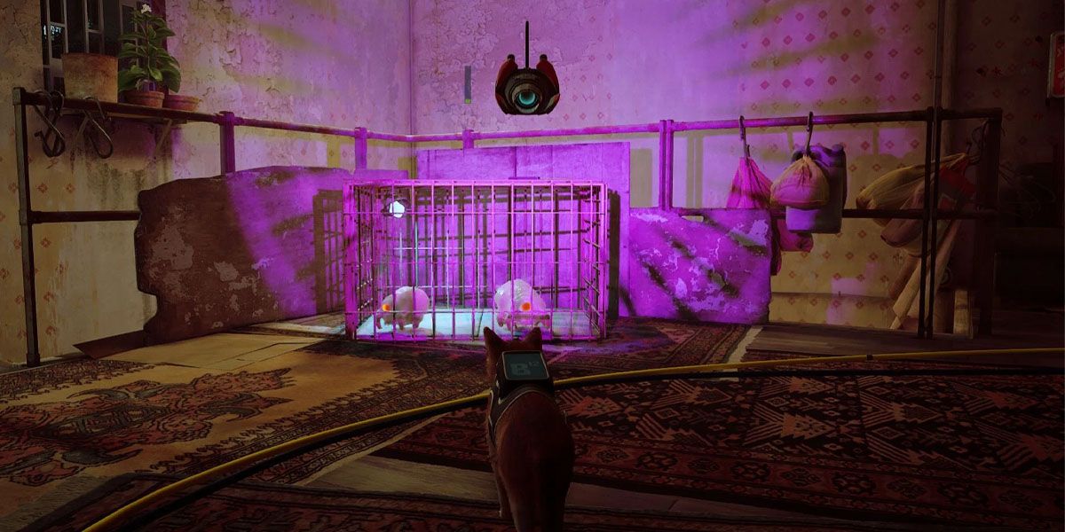 10 Times Stray Broke Our Hearts