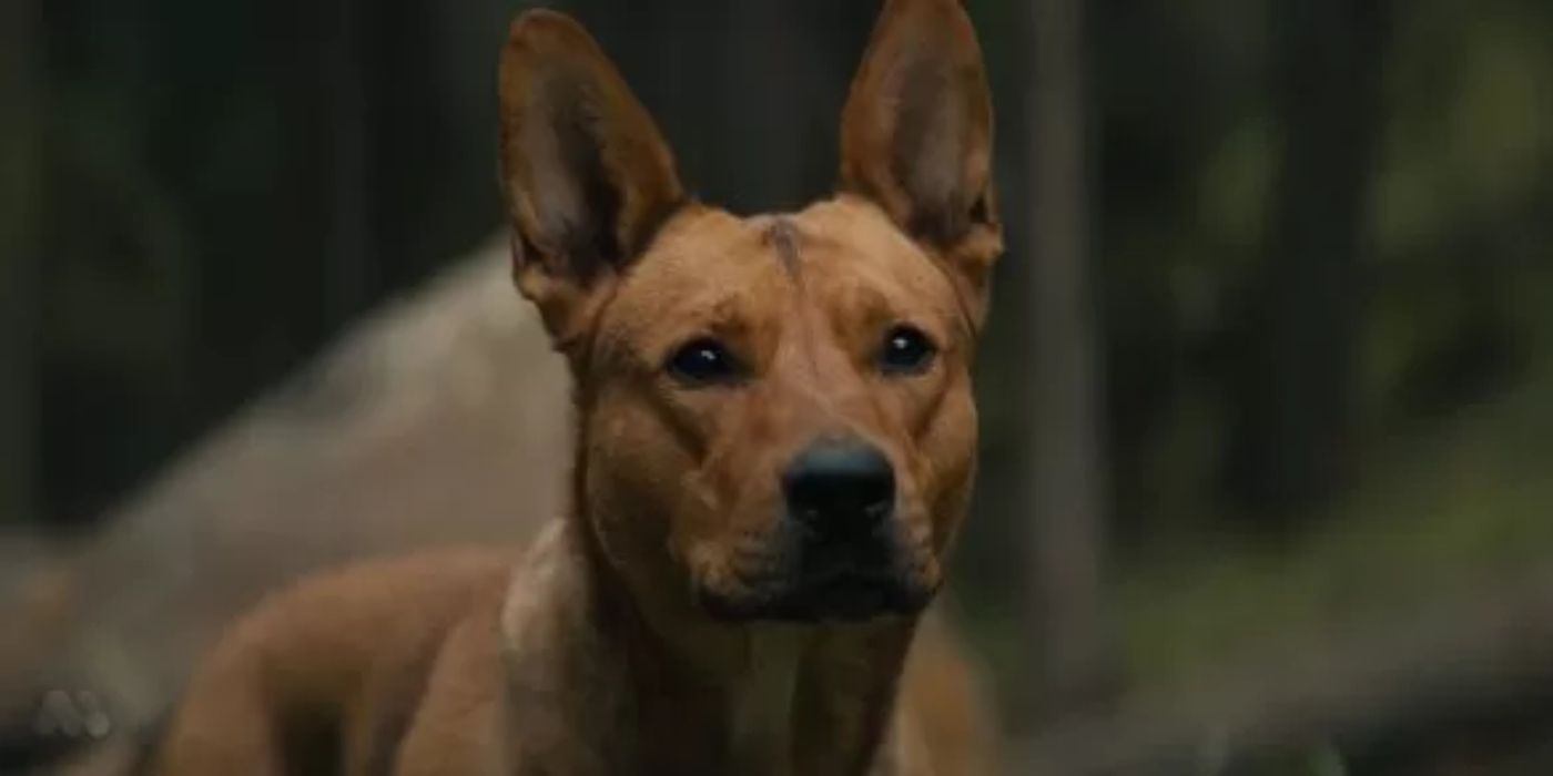 Prey How the Predator Prequel Improved a Famous John Wick Feature