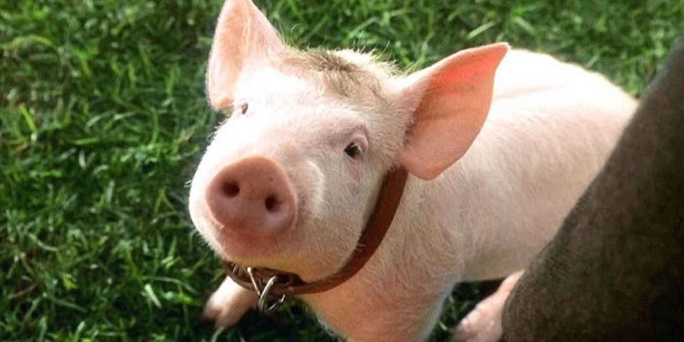 None of the Piglets Used in the Movie Babe Were Slaughtered