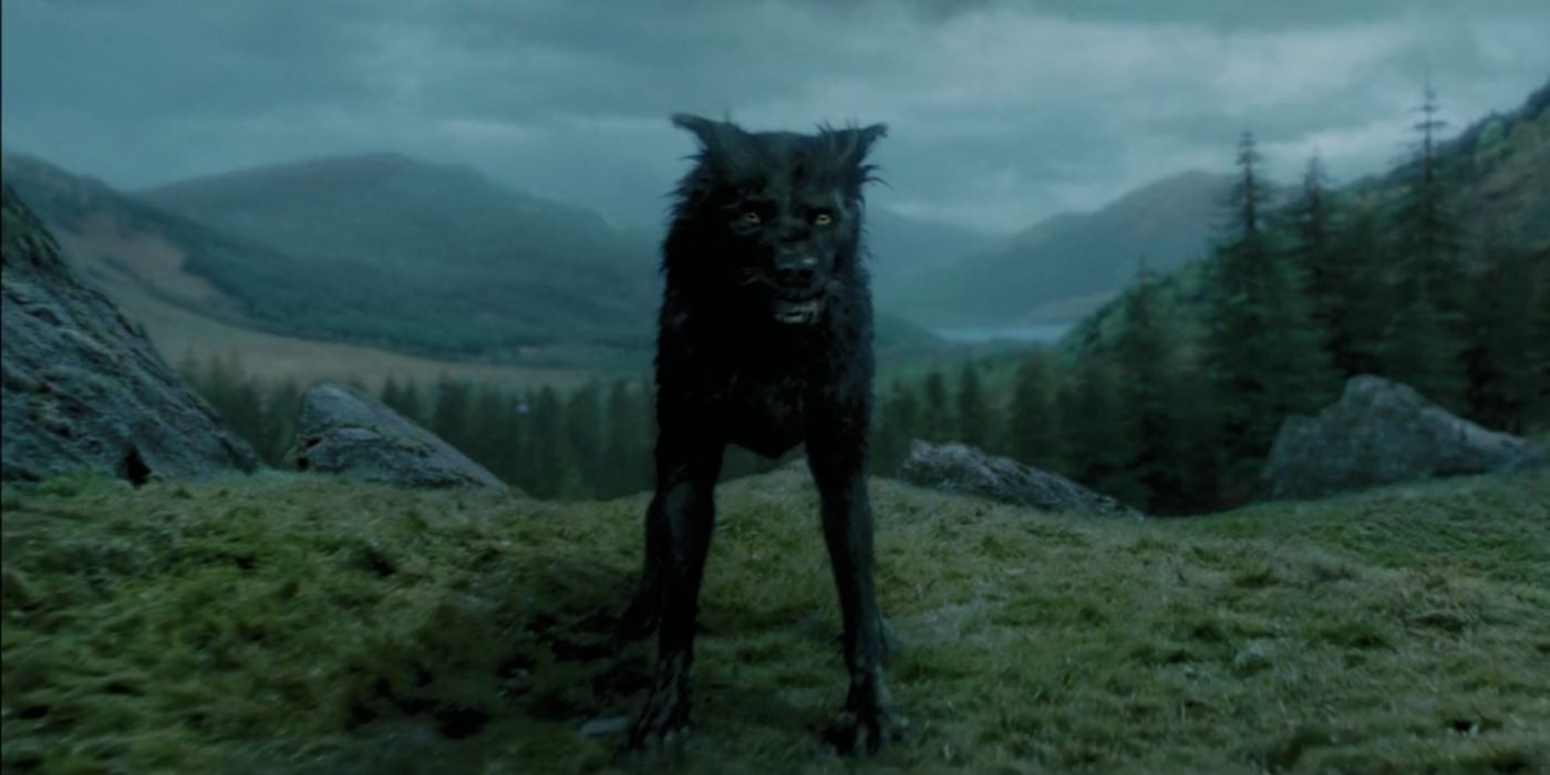 Sirius Black as his black dog Animagus in Harry Potter