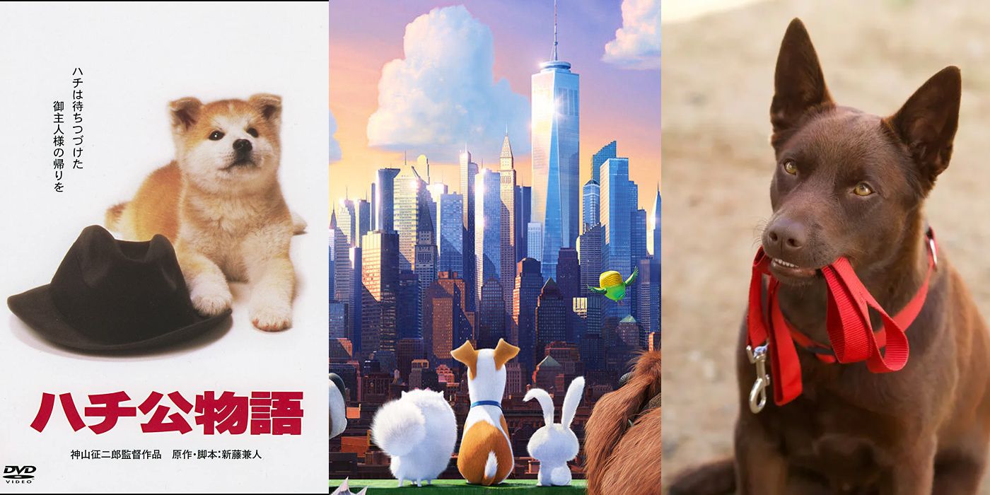 Secret Life of Pets, Hachiko, and Red Dog Feature Image