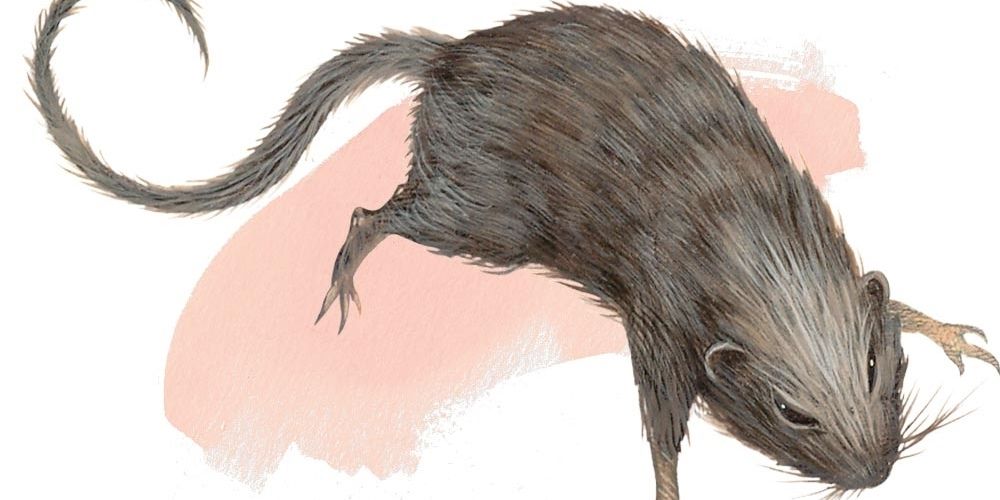 A Giant Rat in the DnD 5e Monster Manual