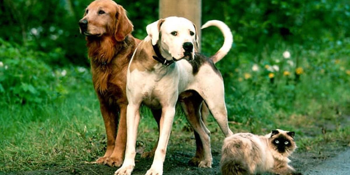Shadow, Chance, and Sassy standing in the grass in Homeward Bound.