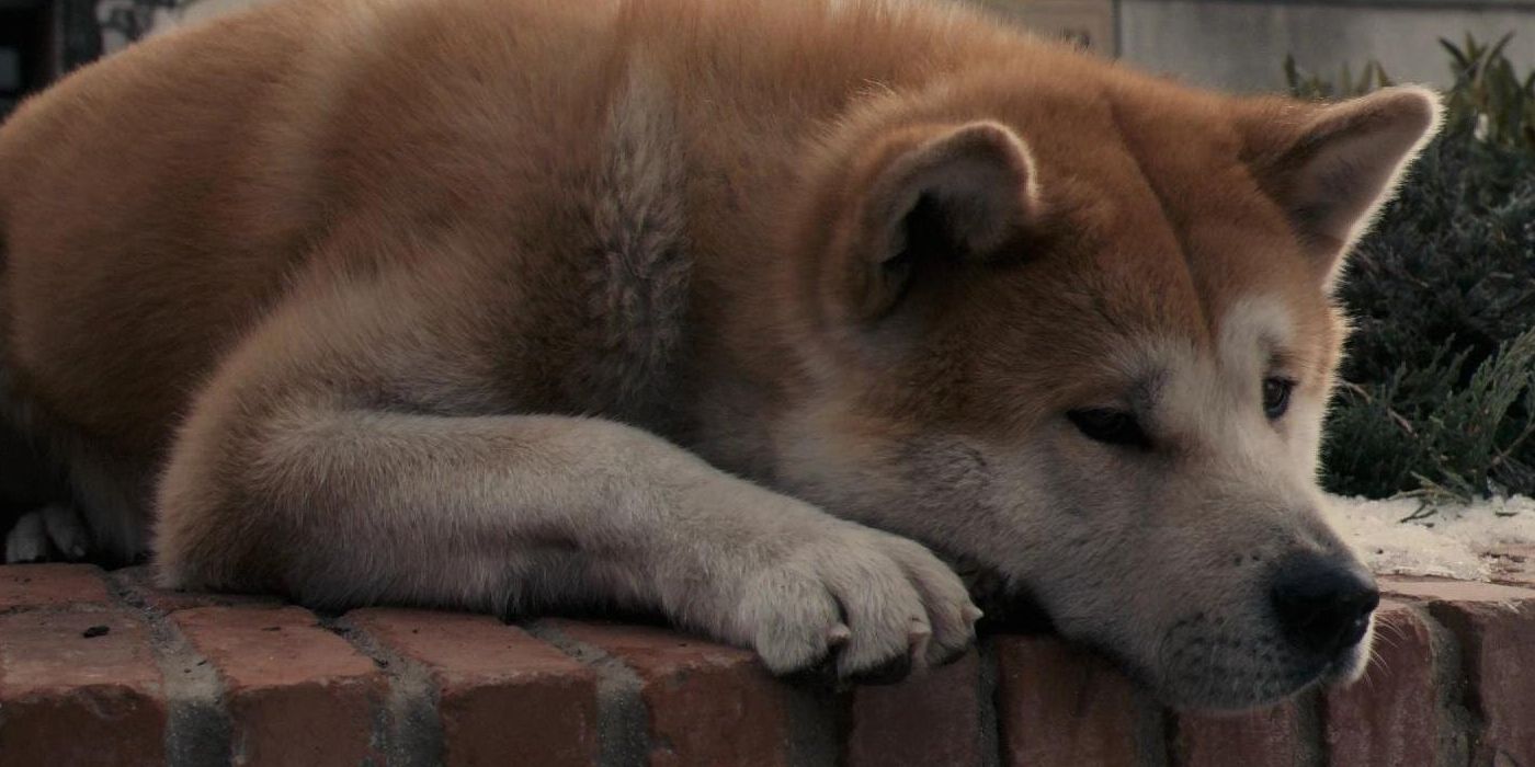 Hachi waits for its owner on a brick ledge