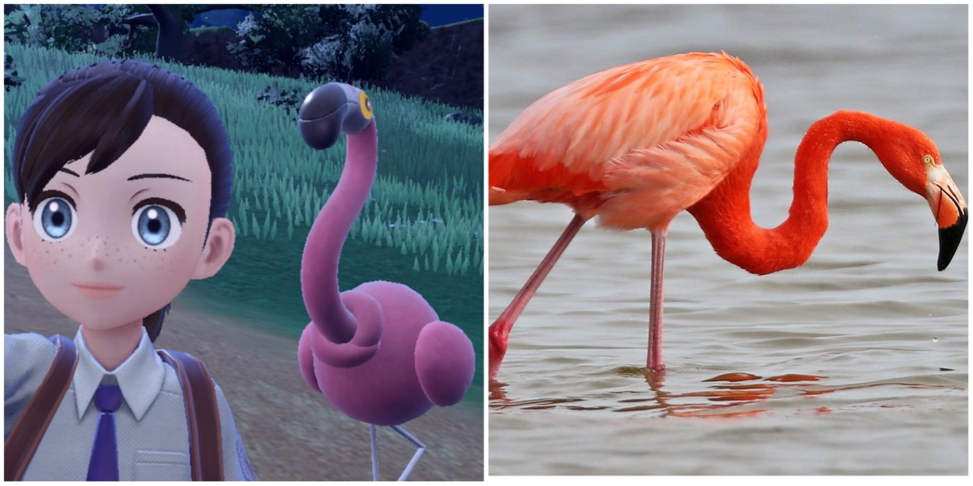 Flamigo In-game Model and A Flamingo Moving Through The Water
