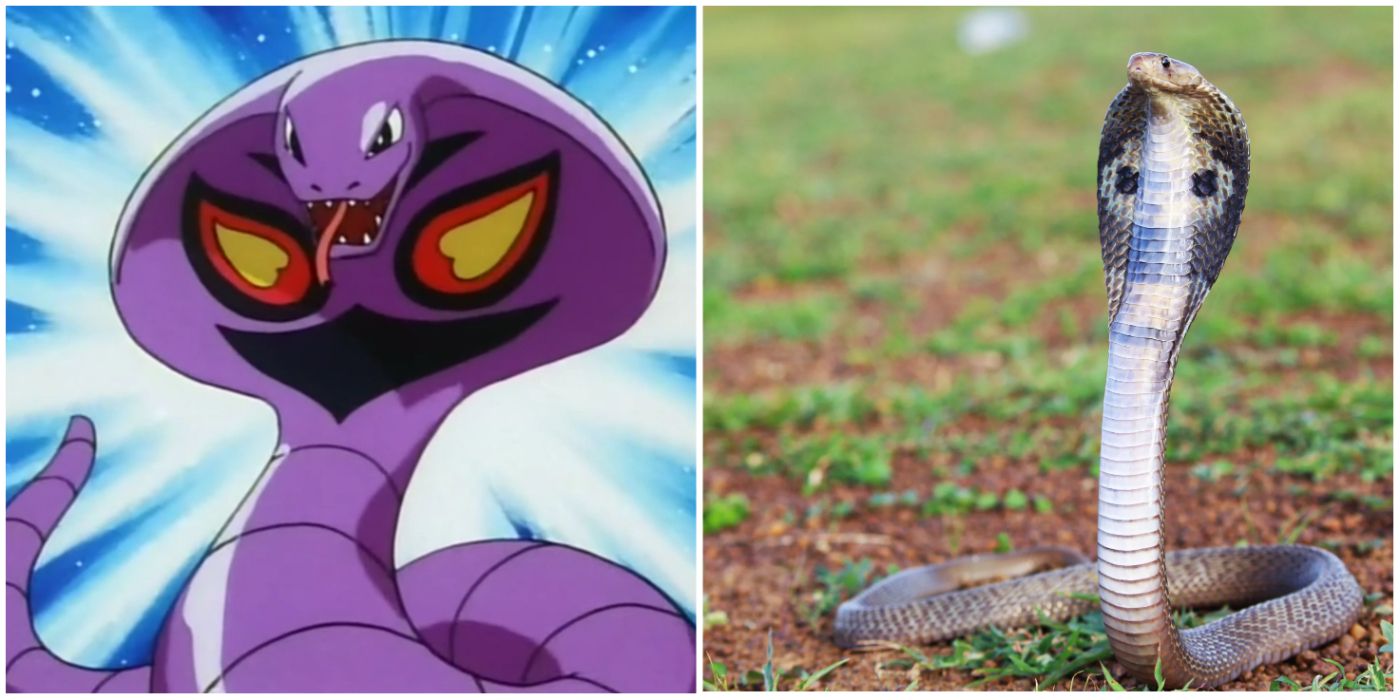 Split Image Of Arbok From Pokemon Anime and A King Cobra In The Wild