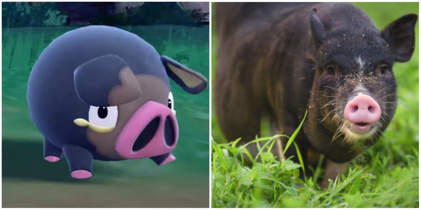 Lechonk In-Game Model And A Black Swine Running On The Grass