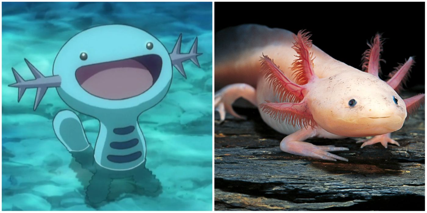 Wooper From The Pokemon Anime & An Axolotl In The Wild