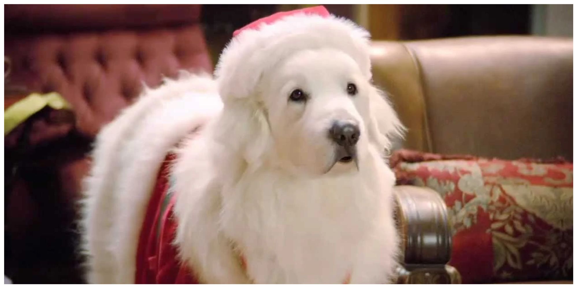 Santa Paws wearing a santa costume and talking in Santa Paws