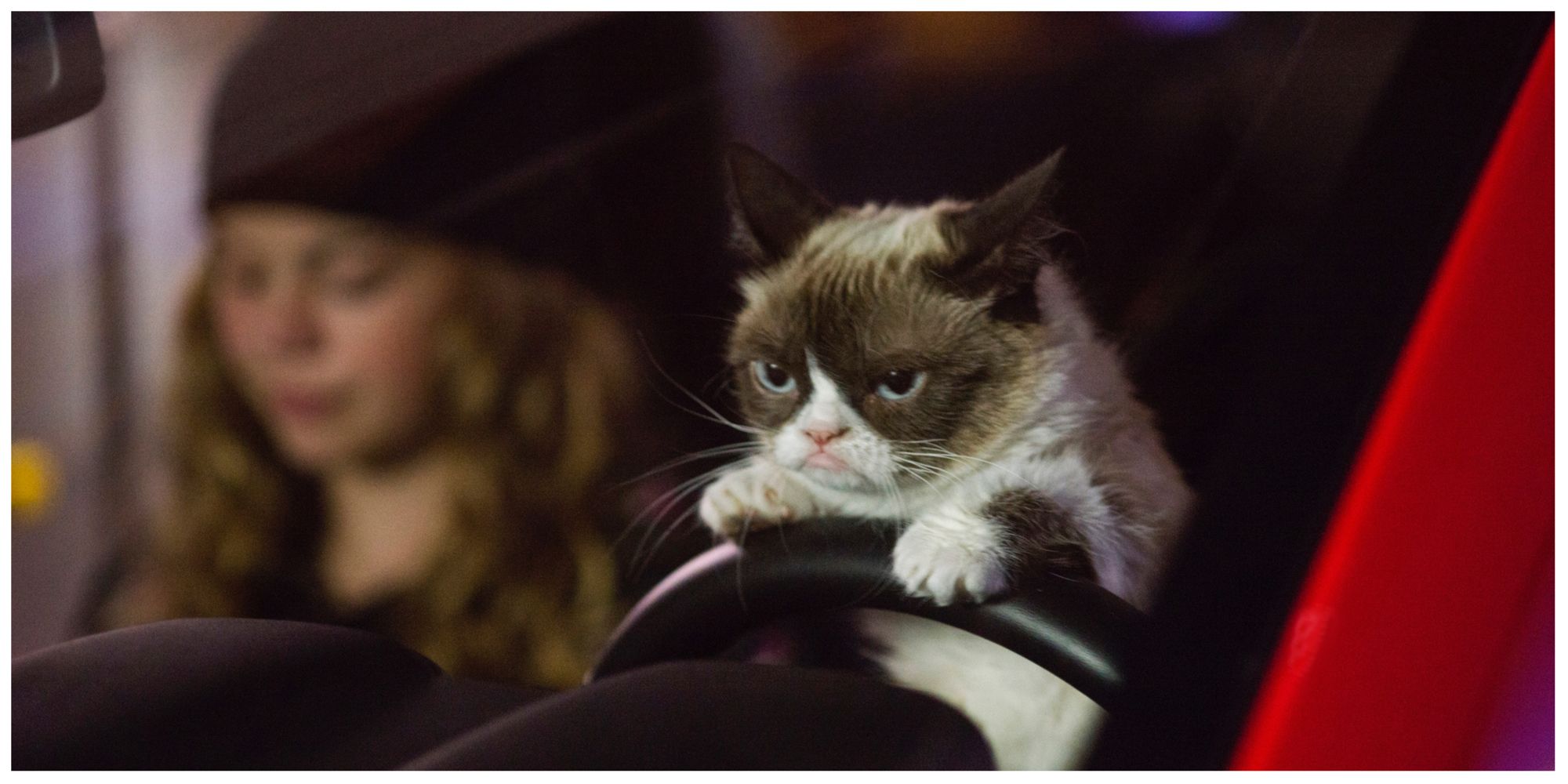 Grumpy Cat driving in Grumpy Cat's Worst Christmas Ever