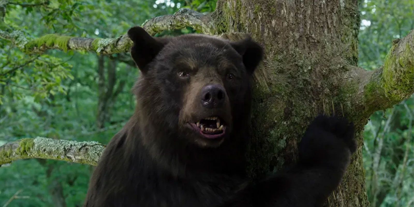 The black bear from Cocaine Bear sitting in a tree.