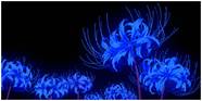 Demon Slayer s Blue Spider Lily And Why It s So Important