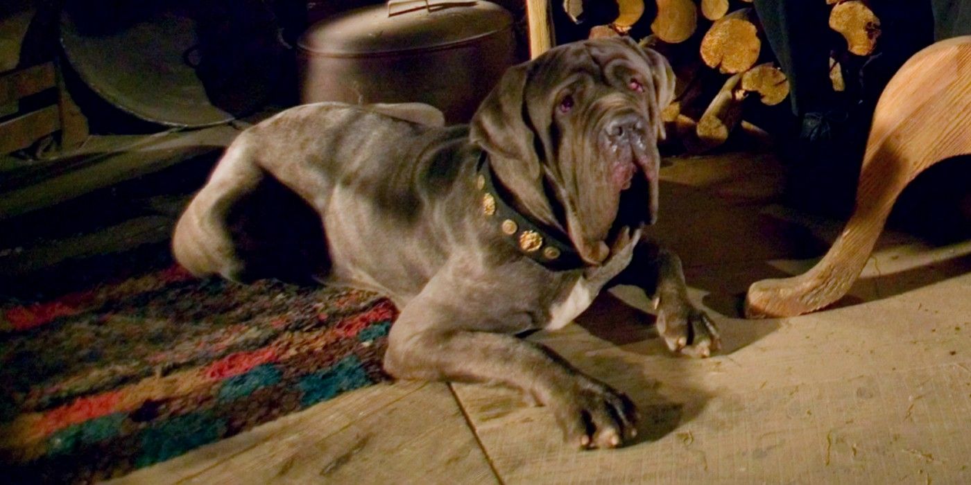 Fang lying on the carpet in Hagrid's hut in Harry Potter