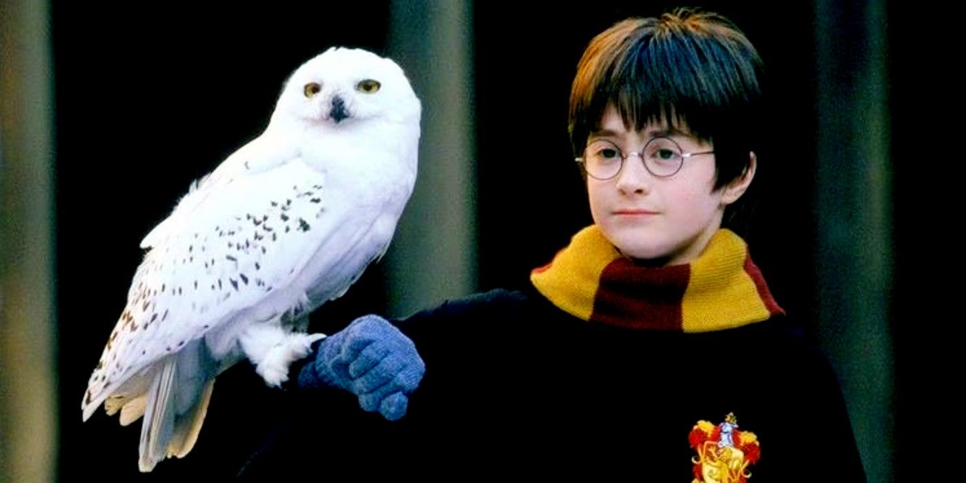 First-year Harry with Hedwig perched on his armjpg in Harry Potter