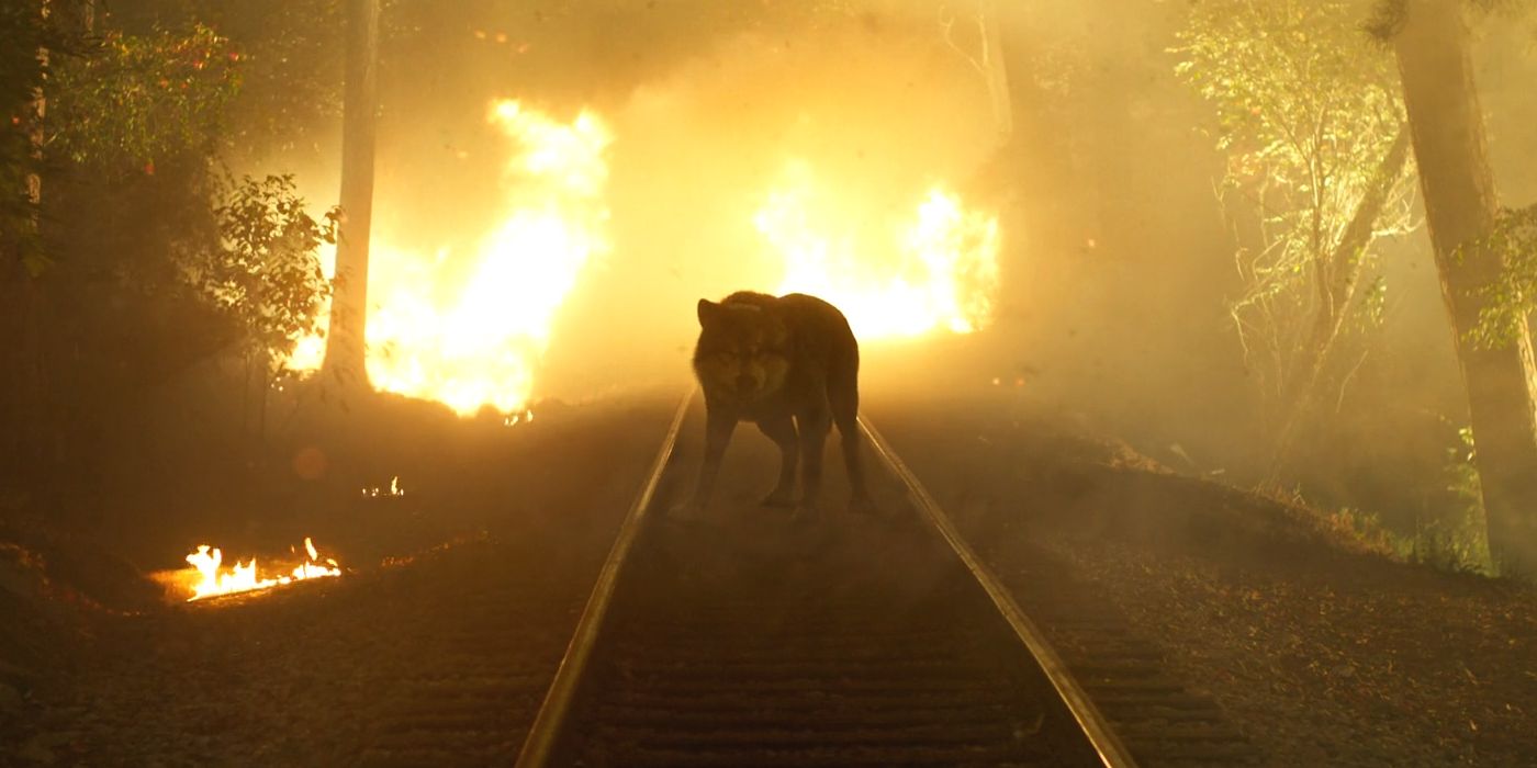 Kristin Ramsey in wolf form stands on train tracks in front of the fire on Wolf Pack