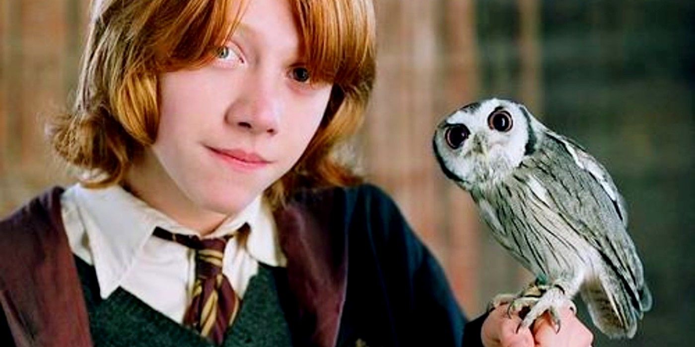 Ron holding his brand-new owlet, Pigwidgeon in Harry Potter