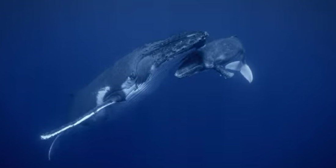 Secrets of the Whales_2