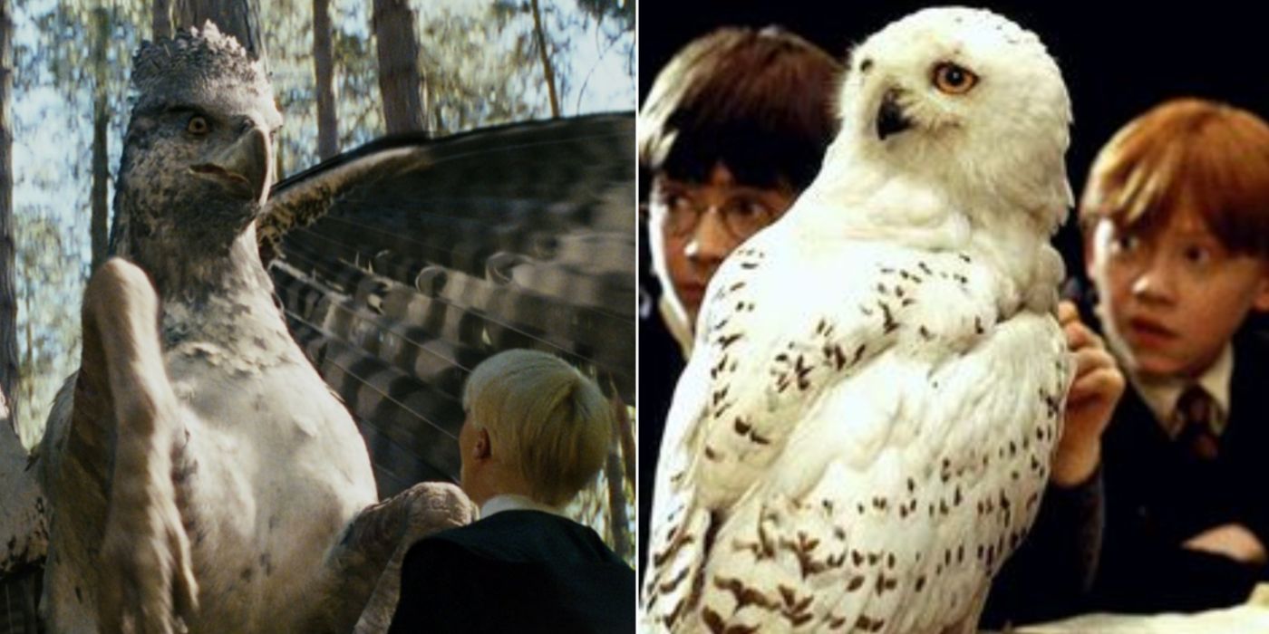 A split image of Buckbeak attacking Draco, and Hedwig, Harry, and Ron in Harry Potter