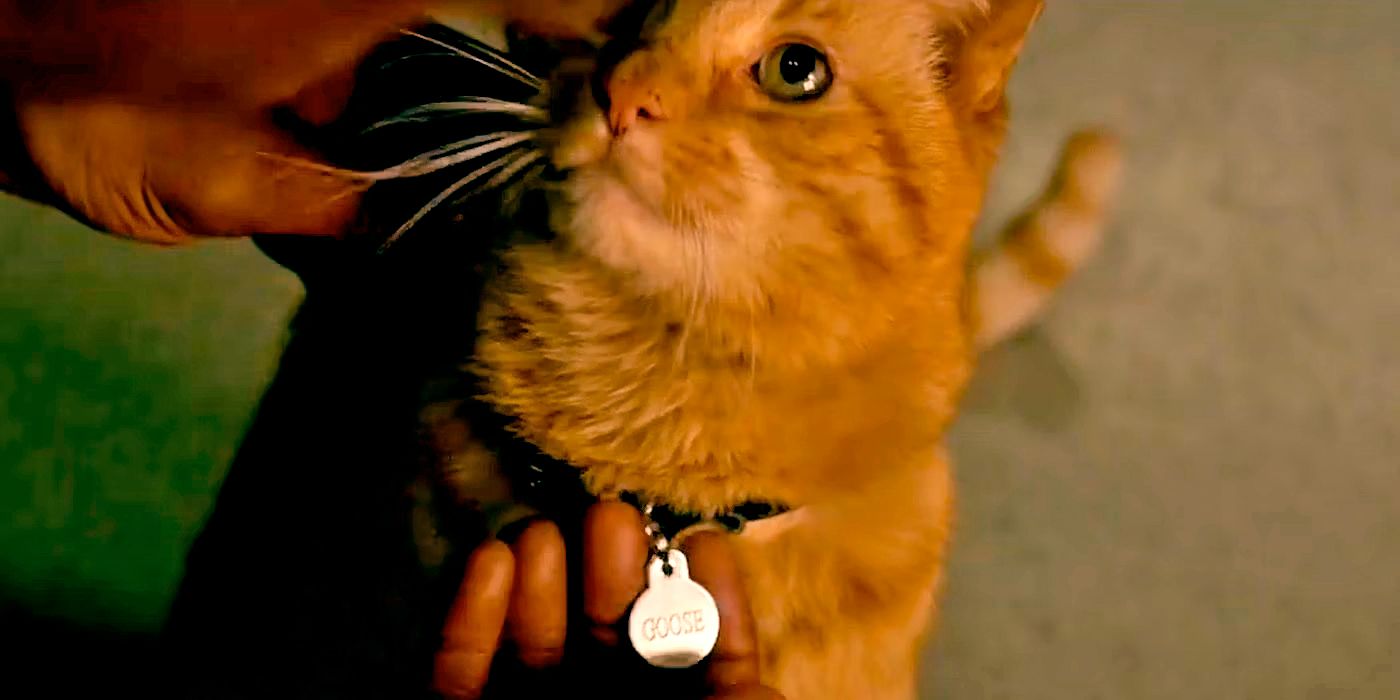Goose le chat Flerken dans Captain Marvel en 2019