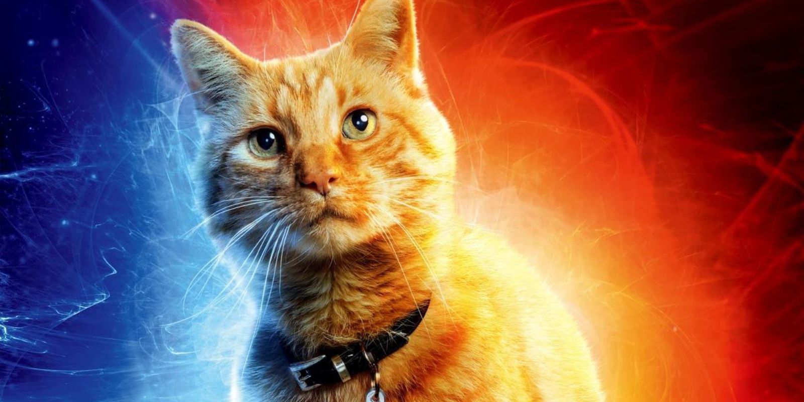 The Marvels Cat Trainer Reveals the ‘Naughtiest' Thing Goose Did on Set