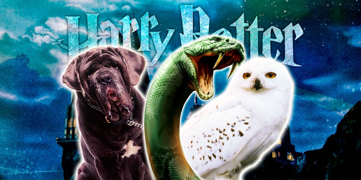 Collage of Fang, Nagini and Hedwig from Harry Potter