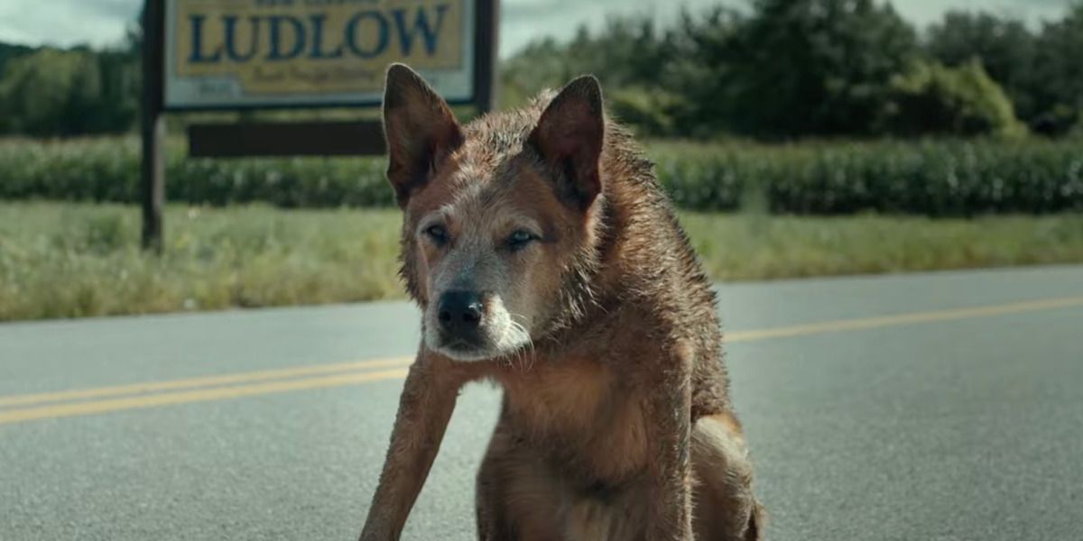 Pet Sematary: Bloodlines dog returns to Ludlow