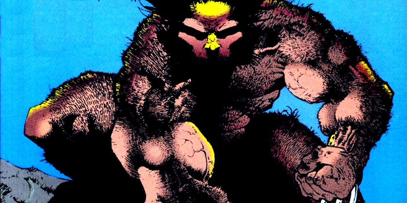 Wolverine perches on a cover