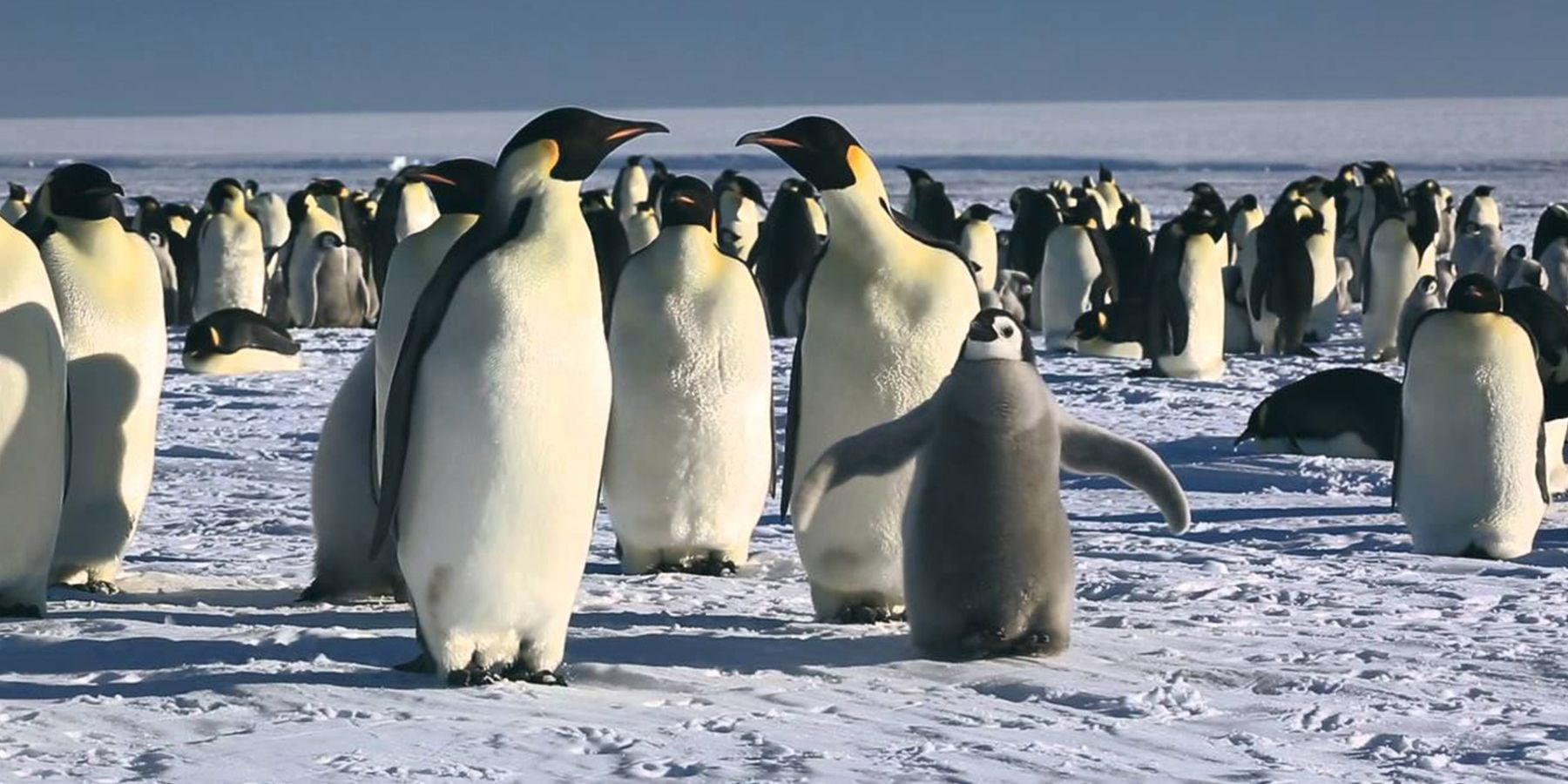 A flock of Penguins gather in the snow in the documentary March of the Penguins (1)