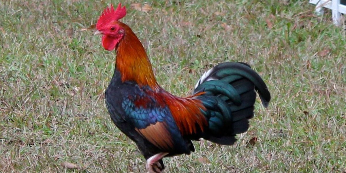 The image shows a real life Bantam Rooster, which served as the basis for Hei Hei in Moana