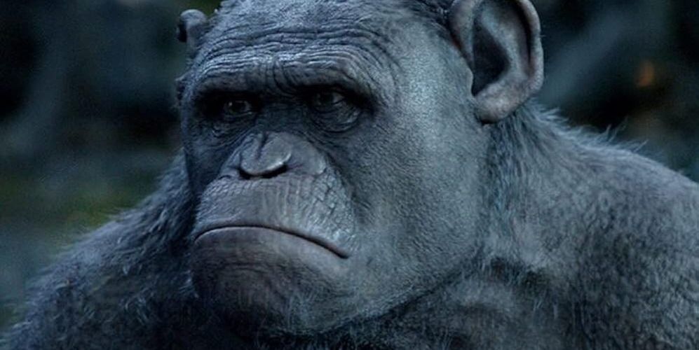 Планета обезьян: 10 самых важных персонажей новой трилогии