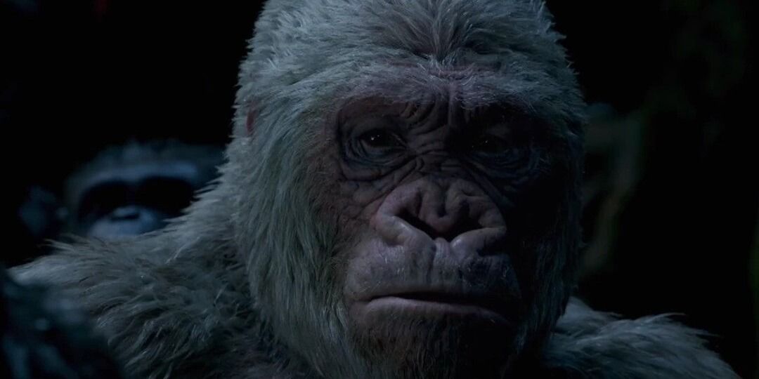Winter, o gorila albino da guerra pelo planeta dos macacos