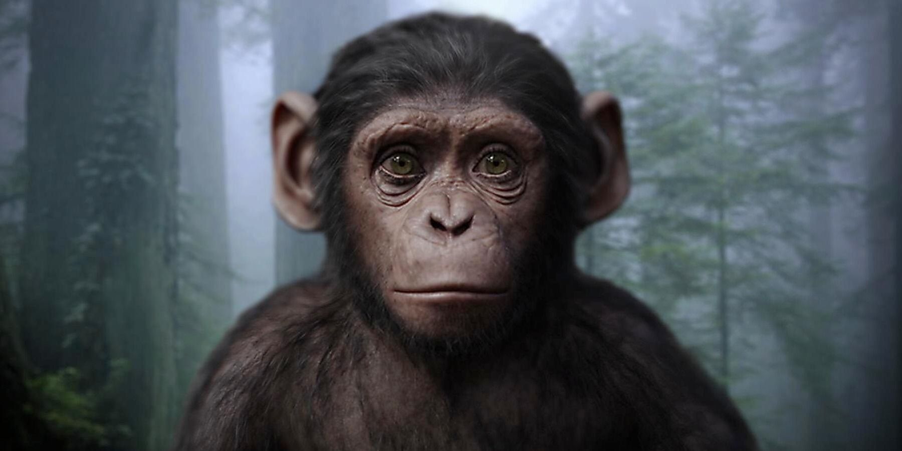 Планета обезьян: 10 самых важных персонажей новой трилогии