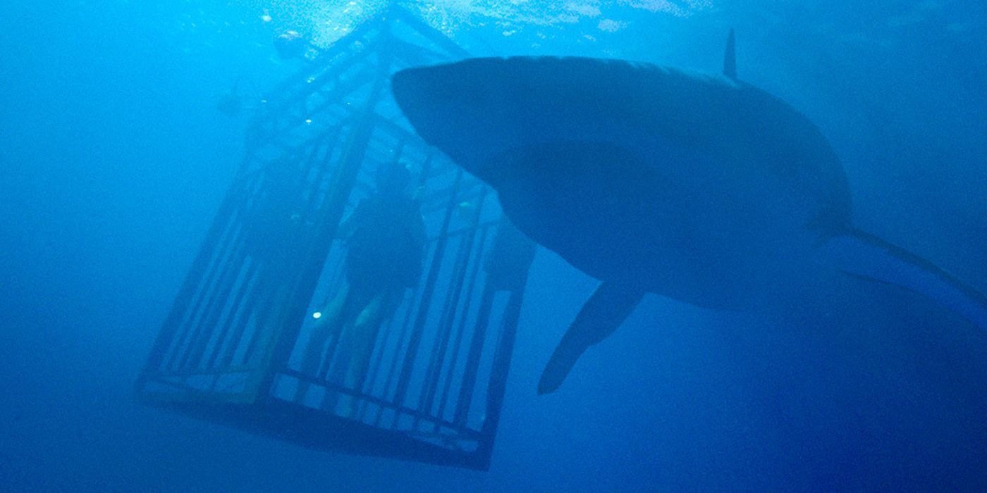 47 Meters Down Is Getting Another Sequel, Plot Details Revealed