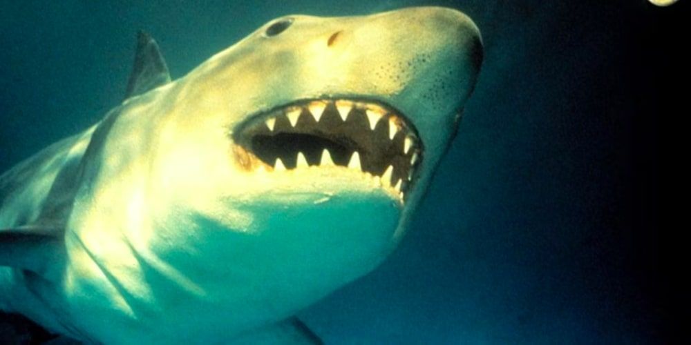 Что пошло не так с франшизой Jaws?