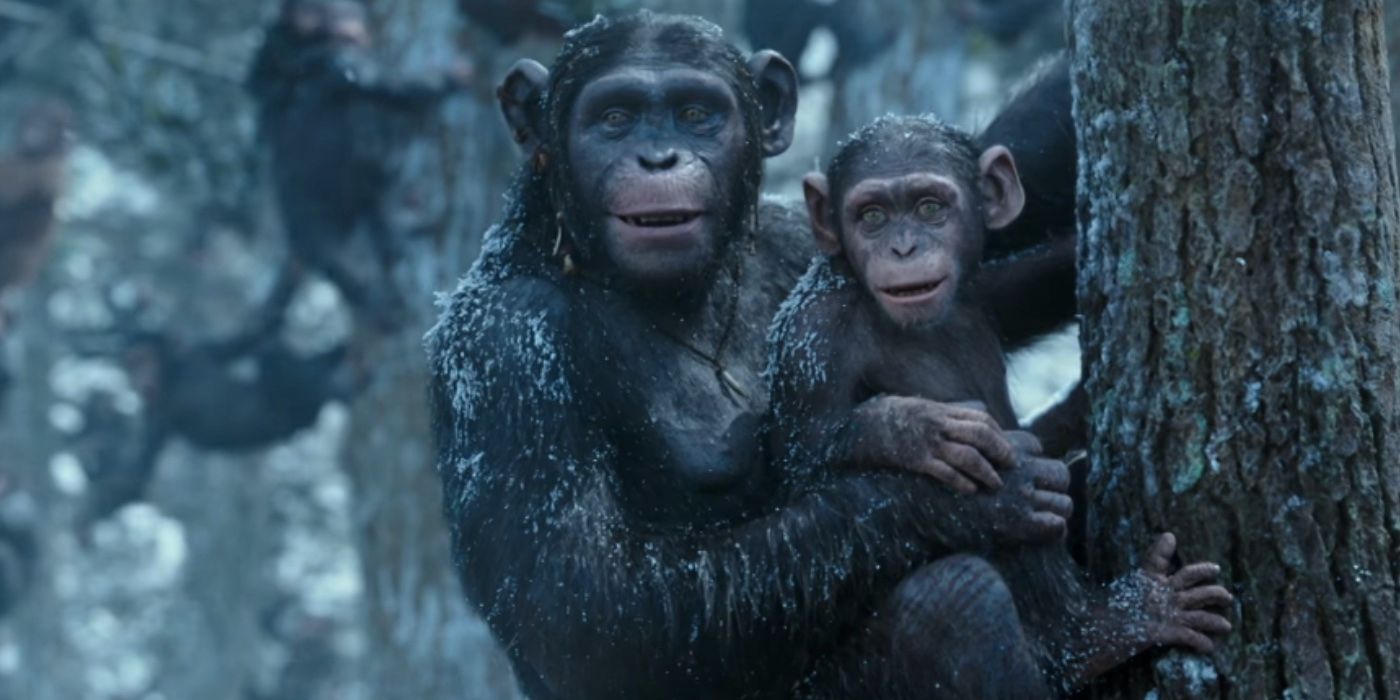 Как смотреть франшизу «Планета обезьян» в хронологическом порядке