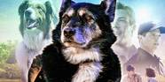 Is Rescued By Ruby A True Story 