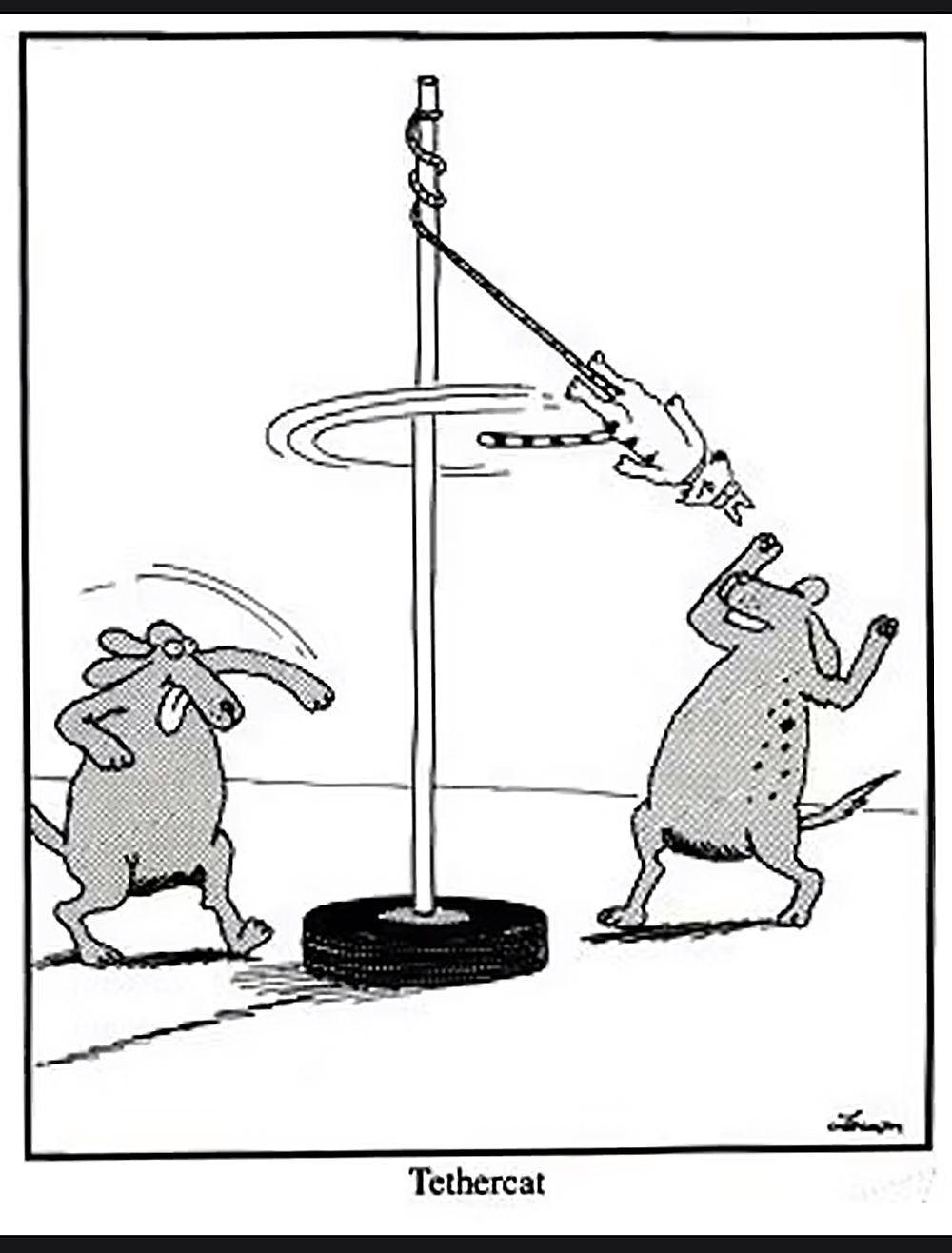 Dos perros juegan al tetherball con un gato atado a una cuerda en The Far Side.