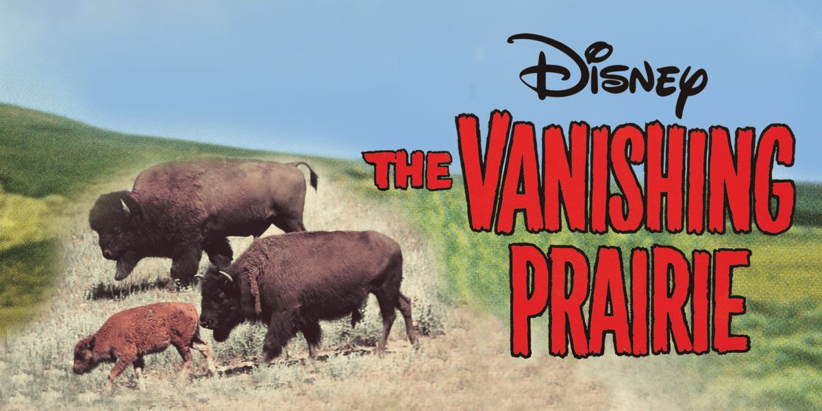 Tres búfalos deambulan en el banner de Disney Plus de The Vanishing Prairie