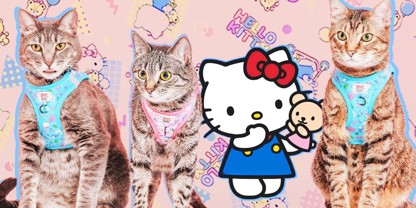 Hello Kitty's Real-Life Cat Collection Arrives at America's Biggest Pet ...