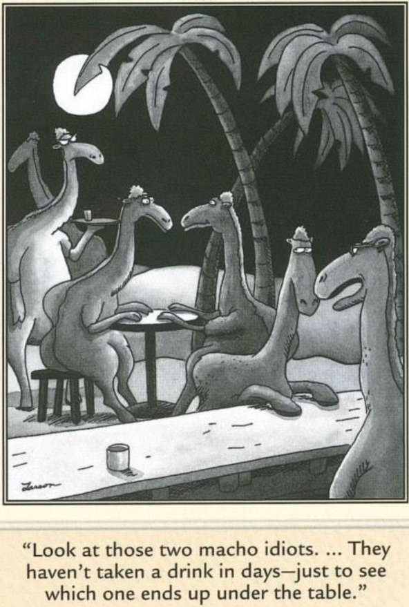 Camelos ficam em um bar em The Far Side.