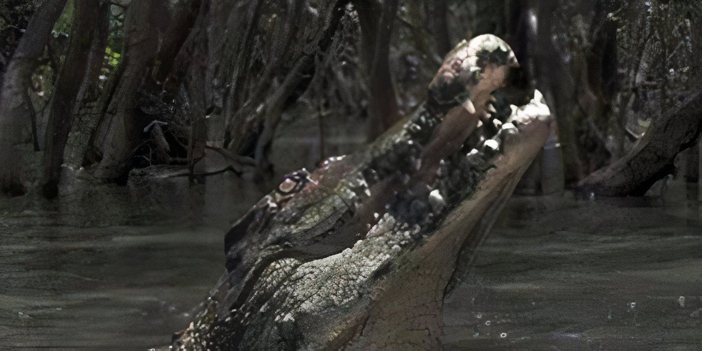 Cocodrilo de aguas negras saltando fuera del agua