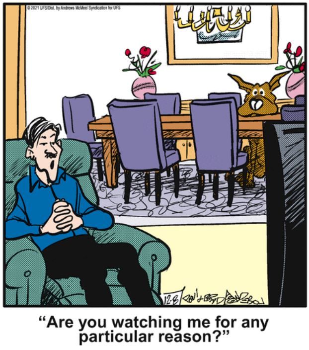 10 Funniest Marmaduke Comics, Ranked