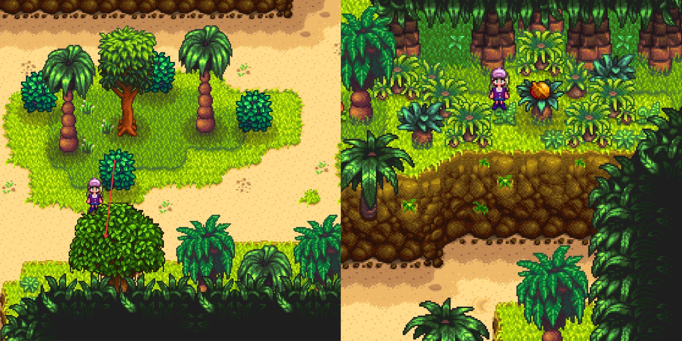 Cómo conseguir nueces doradas en Stardew Valley