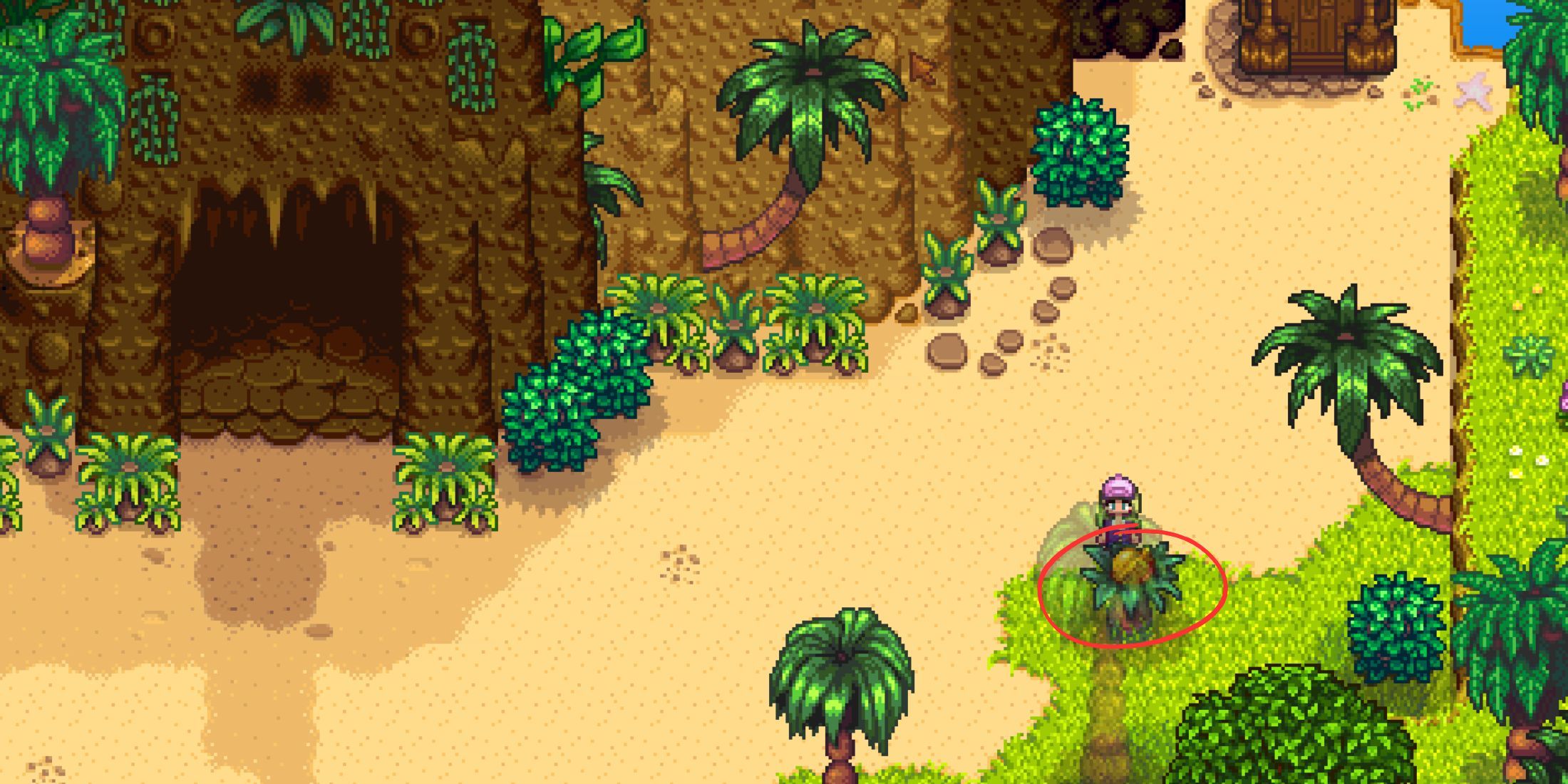 Cómo conseguir nueces doradas en Stardew Valley