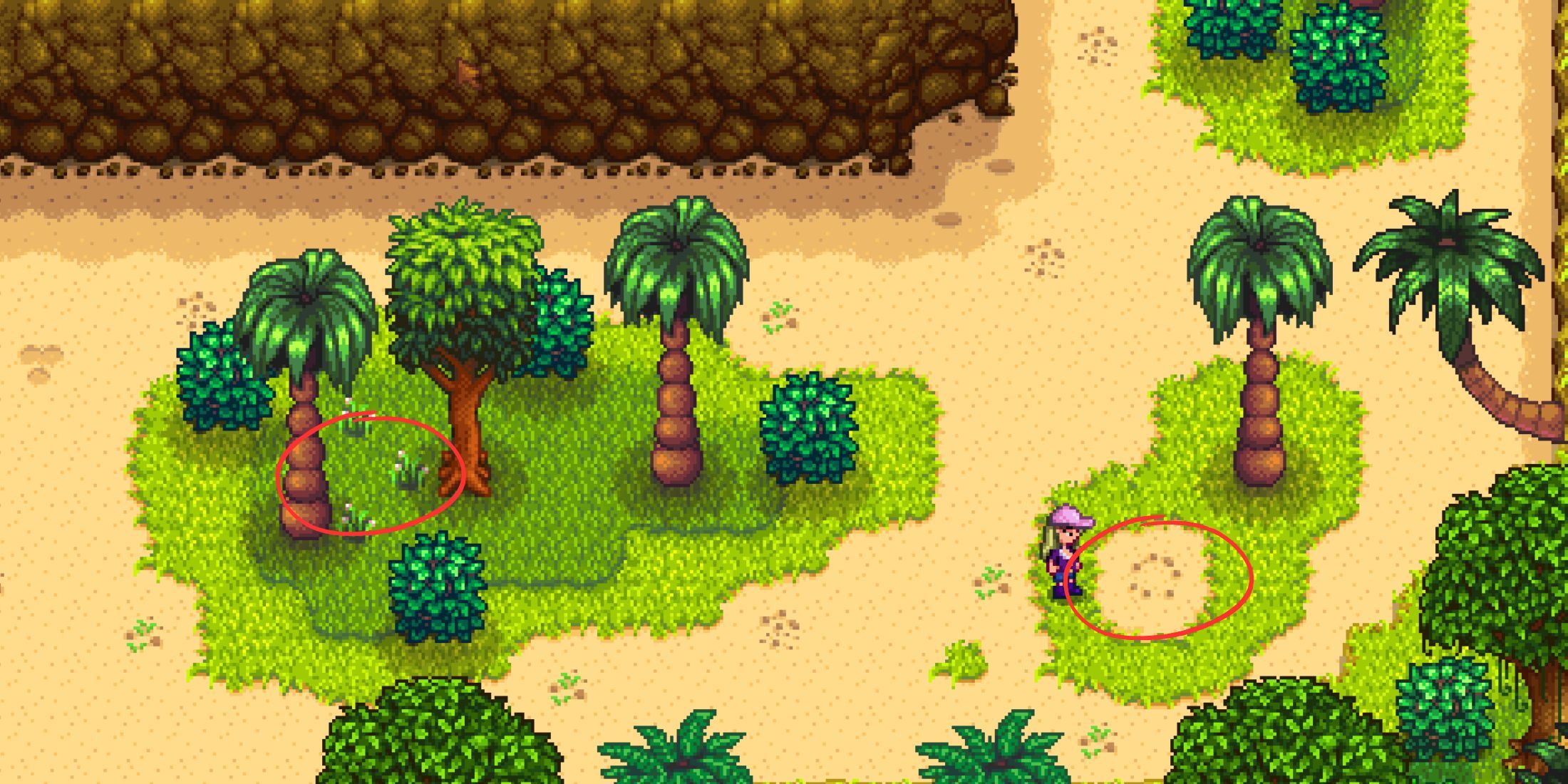 Cómo conseguir nueces doradas en Stardew Valley