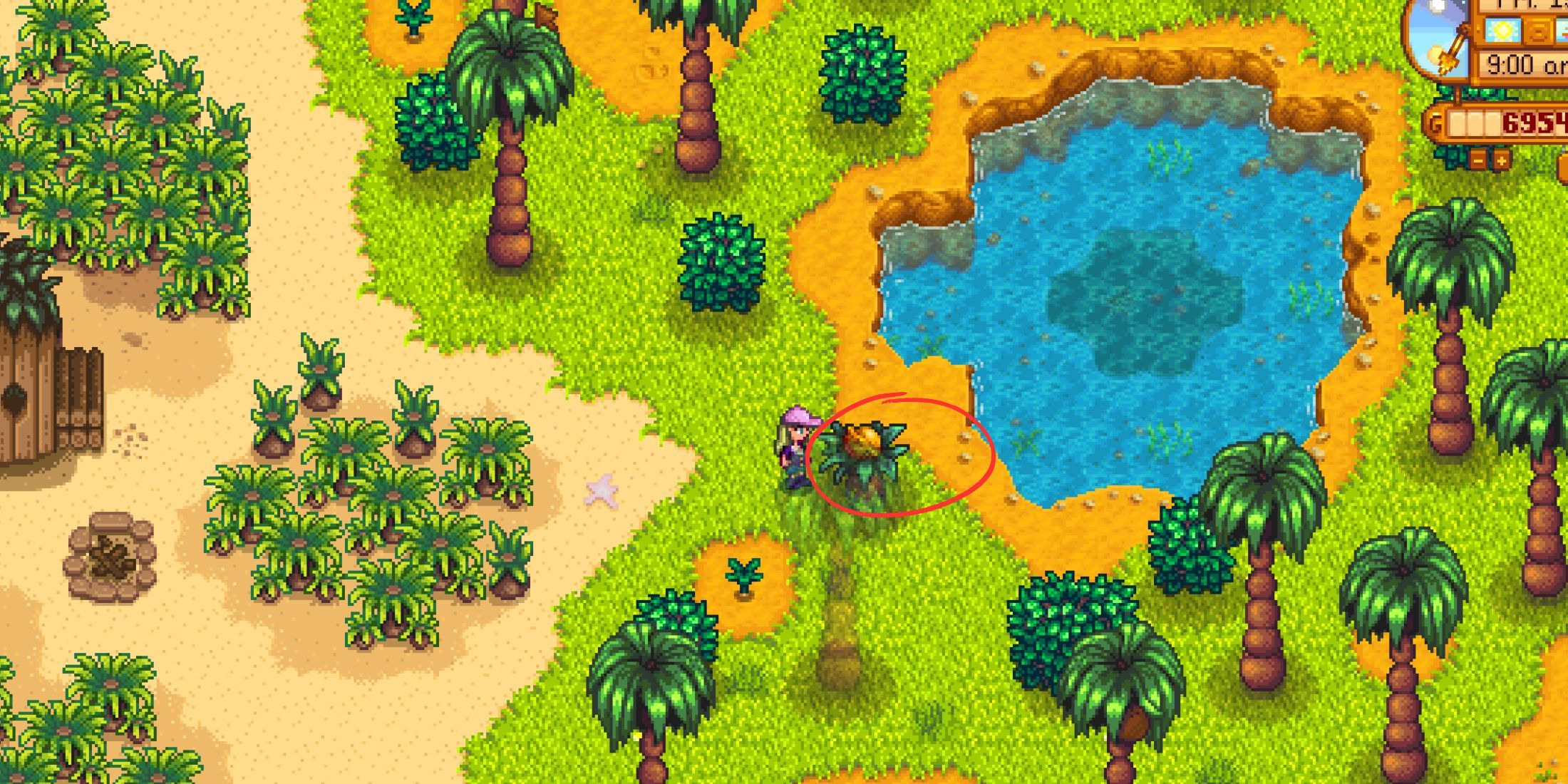 Cómo conseguir nueces doradas en Stardew Valley