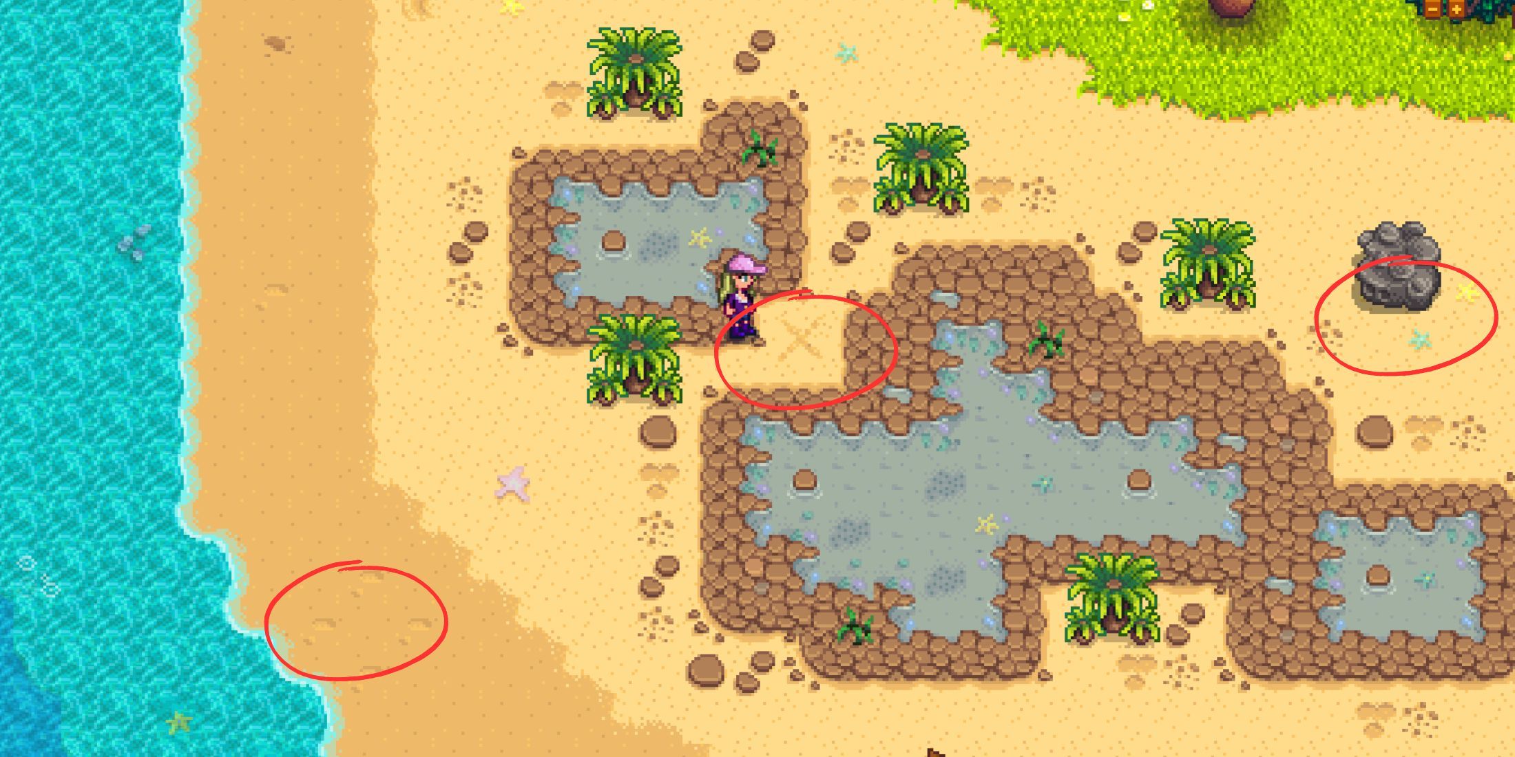 Cómo conseguir nueces doradas en Stardew Valley