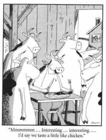 Em um celeiro, quatro vacas se reúnem em torno de uma vaca comendo bife e comentando o sabor - The Far Side.