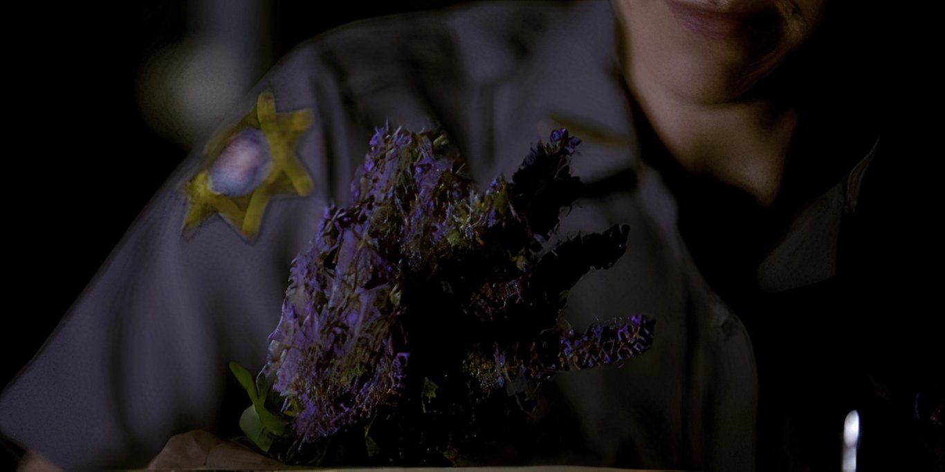 What is Vervain in The Vampire Diaries & Who is Immune?